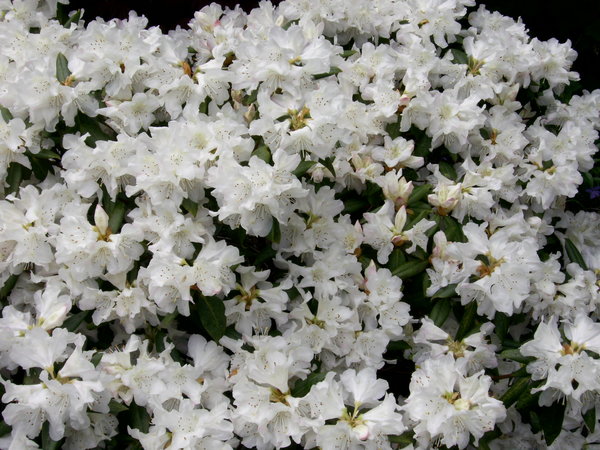 Rhododendron carolinianum Dora Amateis