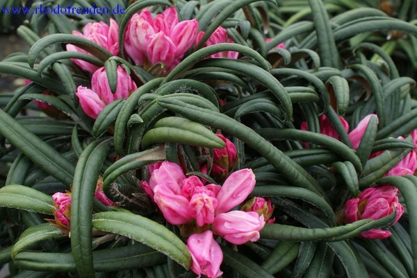 Rhododendron makinoi Fuju kaku no matsu