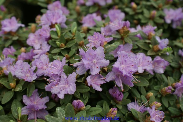 Rhododendron impeditum Ramapo