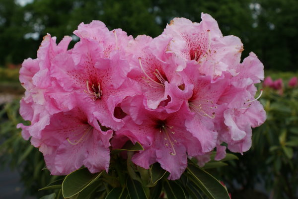 Rhododendron discolor Spätlese