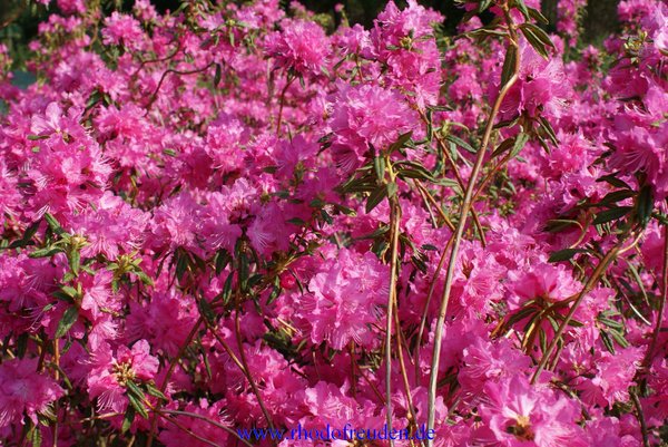 Rhododendron mucronulatum Boskoop Ostara
