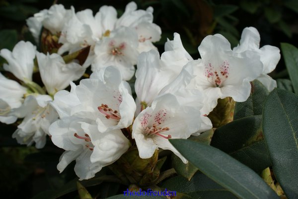 Rhododendron Honigduft