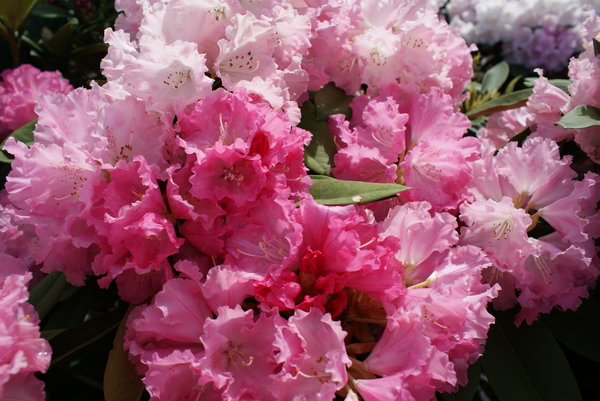 Rhododendron FRIEDERIKE