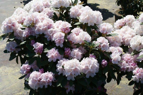 Rhododendron SCHNEEKRONE