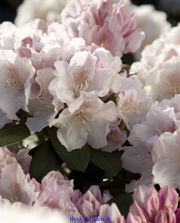 Rhododendron SCHNEEKRONE