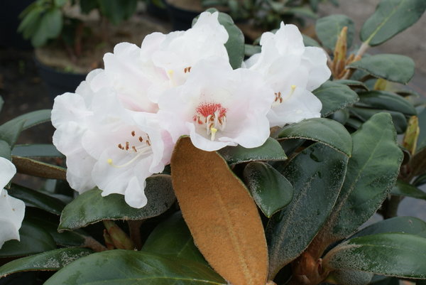Rhododendron Hydon Velvet