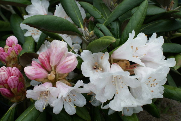 Rhododendron rex Rexima