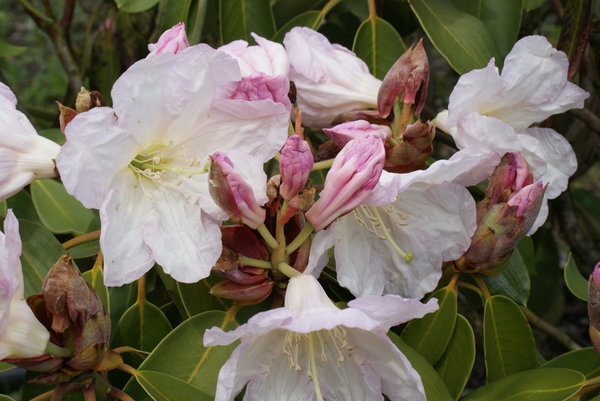 Rhododendron fortunei 'Best Form'