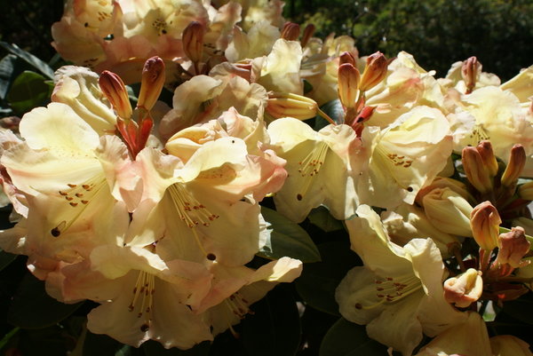 Rhododendron wardii Christian