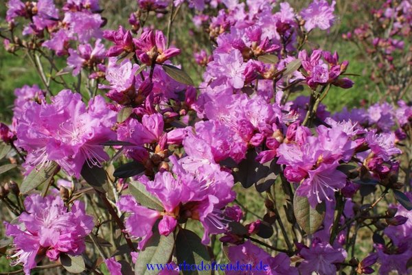 Rhododendron P.J.Mezitt