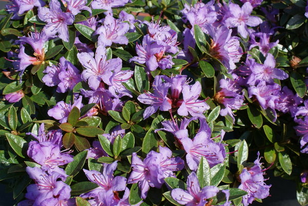 Rhododendron MOERHEIM