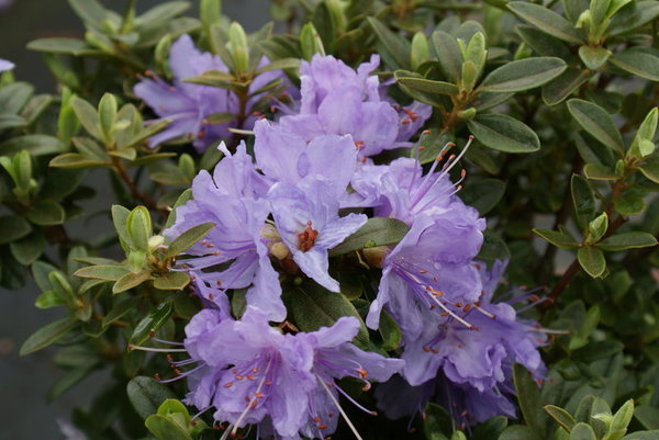 Rhododendron BLAUE MAURITIUS