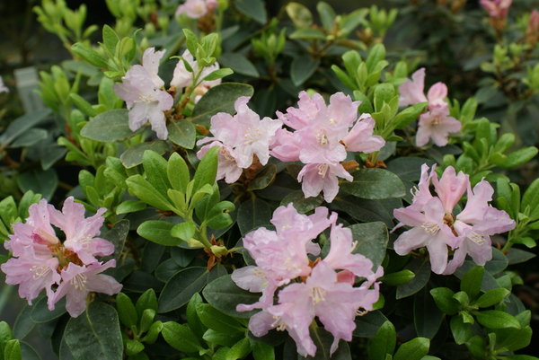 Rhododendron ferrugineum TOTTENHAM