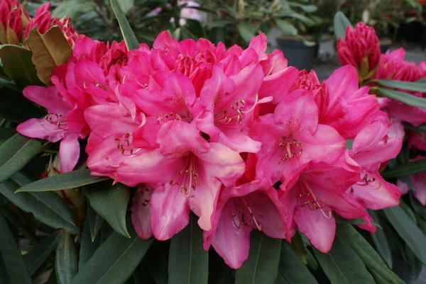 Rhododendron makinoi ROSA PERLE
