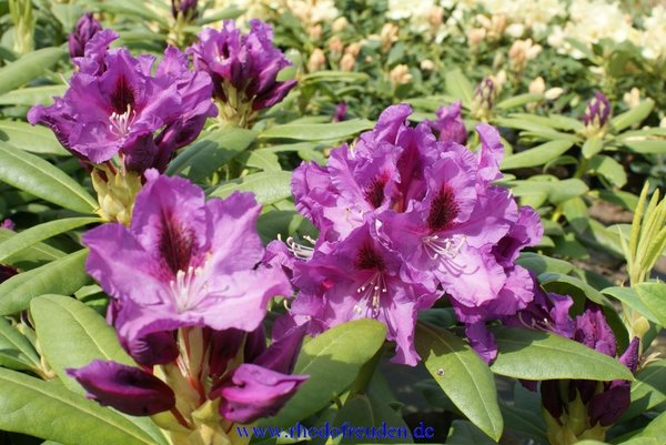 Rhododendron RASPUTIN