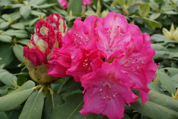 Rhododendron GERMANIA (R)