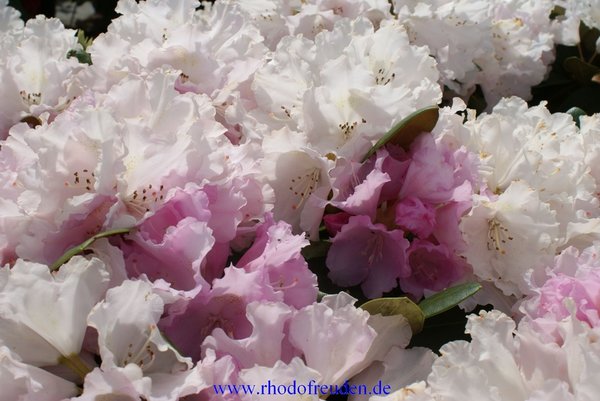 Rhododendron SILBERWOLKE