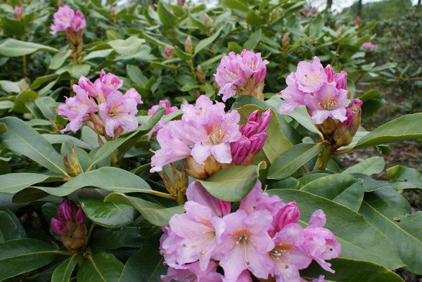Rhododendron Dufthecke lila INKARHO (R)