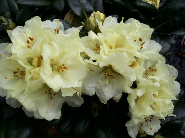 Rhododendron Lucinda