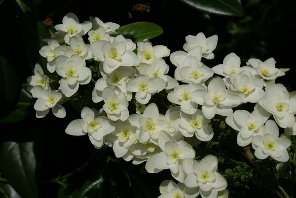 Hydrangea quercifolia Snowflake