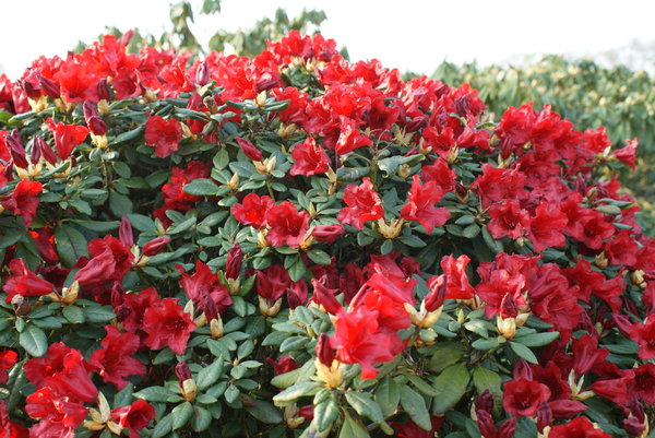 Rhododendron SCARLET WONDER