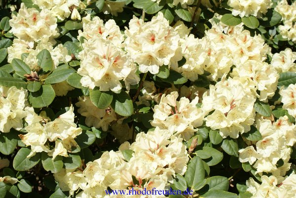 Rhododendron GOLDBUKETT