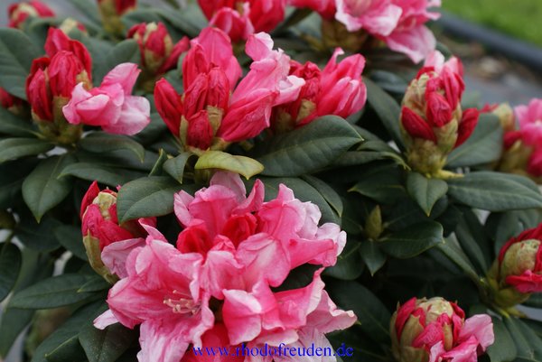 Rhododendron COLIBRI