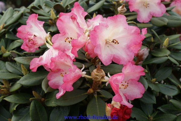 Rhododendron HINRICH