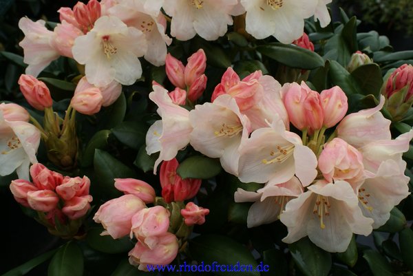 Rhododendron FLAVA