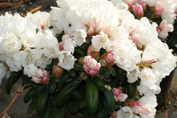 Rhododendron SCHNEEKISSEN