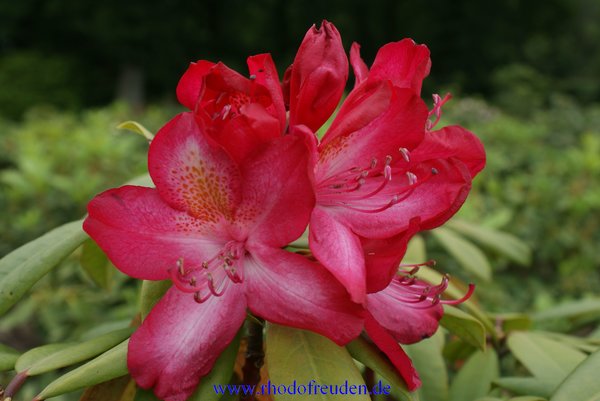 Rhododendron JUNIFEUER