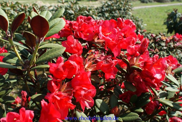 Rhododendron BURLETTA