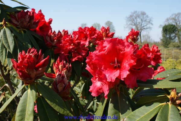 Rhododendron TAURUS