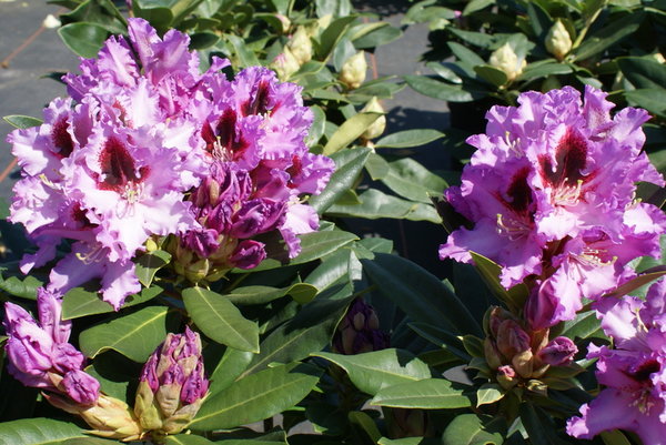 Rhododendron KABARETT (R)
