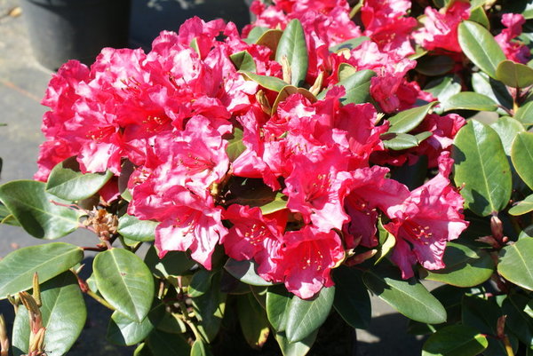 Rhododendron TROMBA