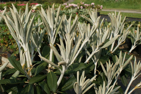 Rhododendron Silberpfeil