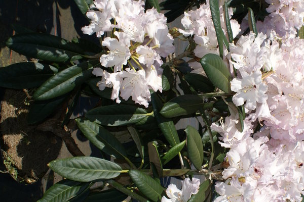 Rhododendron Silberpfeil