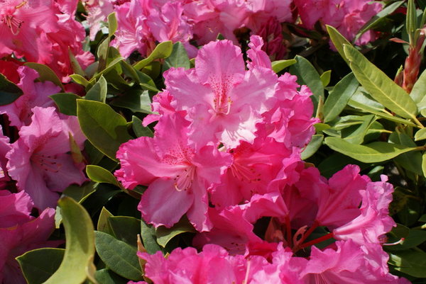 Rhododendron CARUSO (R)