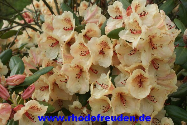 Rhododendron VISCY