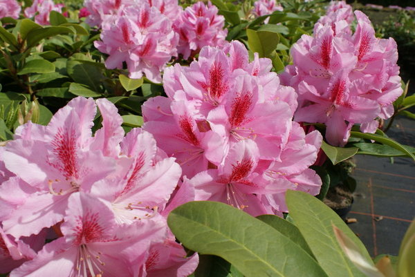 Rhododendron Furnivall`s Daugther