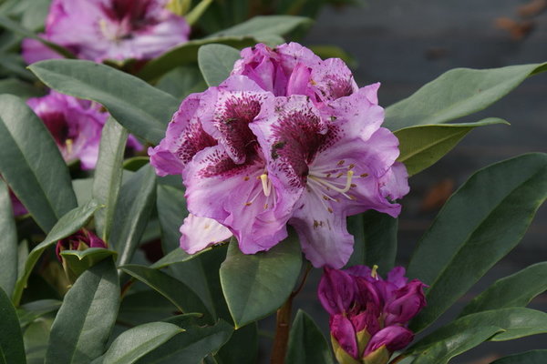 Rhododendron PFAUENAUGE (R)