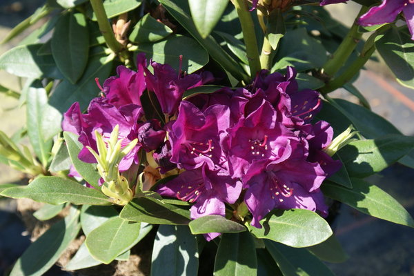 Rhododendron POLARNACHT