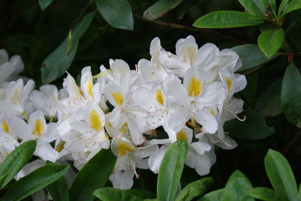 Rhododendron MADAME MASSON