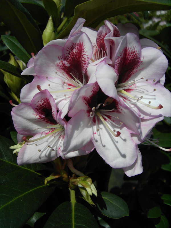 Rhododendron CASSATA