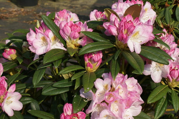 Rhododendron BRIGITTE