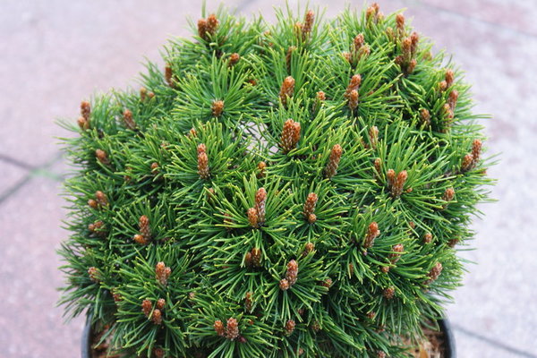 Pinus mugo BENJAMIN