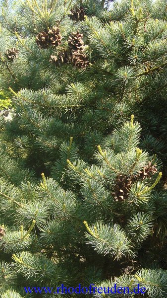 Pinus parviflora NEGISHI