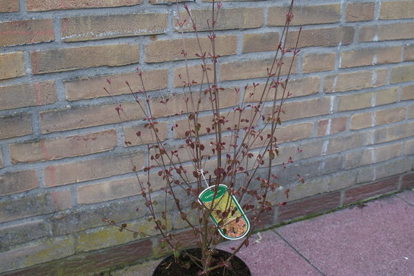 Cercidiphyllum japonicum
