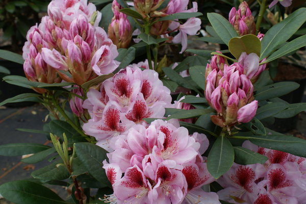 Rhododendron BELAMI (R)