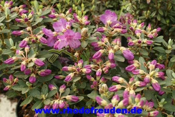 Rhododendron calostrotum